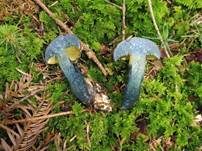 Schwarzblauender Röhrling, Foto 28