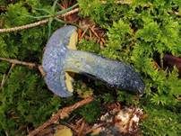 Schwarzblauender Röhrling, Foto 29