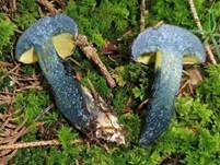 Schwarzblauender Röhrling, Foto 30