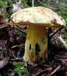 Schwarzblauender Röhrling, Foto 34