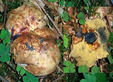Schwarzblauender Röhrling, Foto 7