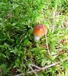 Blaustielschleimfuß, Foto 13