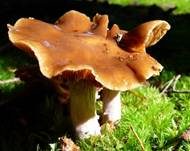 Blaustielschleimfuß, Foto 17