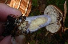 Blaustielschleimfuß, Foto 22