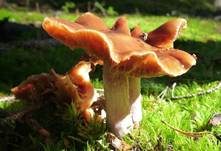 Blaustielschleimfuß, Foto 24