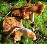 Blaustielschleimfuß, Foto 25