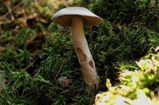 Blaustielschleimfuß, Foto 6
