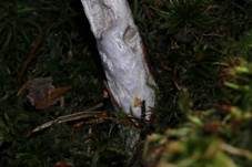 Blaustielschleimfuß, Foto 8