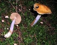 Blaustielschleimfuß, Foto 10