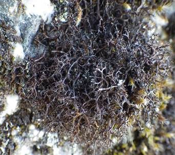 Schwarzbraune Strauchflechte, Foto 3