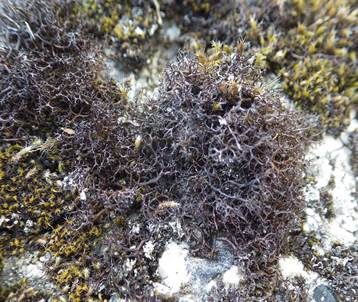 Schwarzbraune Strauchflechte, Foto 4