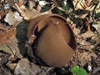 Schwarzbrauner Becherling, Foto 19