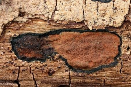 Schwarzbrauner Holzkohlenpilz, Foto 3