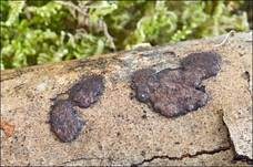 Schwarzbrauner Holzkohlenpilz, Foto 12