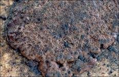 Schwarzbrauner Holzkohlenpilz, Foto 14