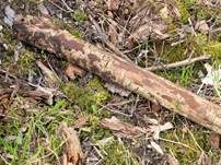 Schwarzbrauner Holzkohlenpilz, Foto 5