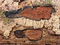Schwarzbrauner Holzkohlenpilz, Foto 6