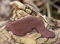 Schwarzbrauner Holzkohlenpilz, Foto 7