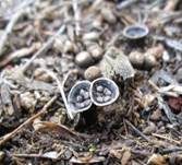 Schwarzbrauner Teuerling, Foto 4