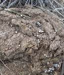 Schwarzbrauner Teuerling, Foto 6