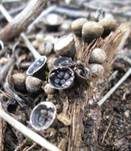 Schwarzbrauner Teuerling, Foto 7