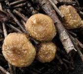 Schwarzbrauner Teuerling, Foto 8