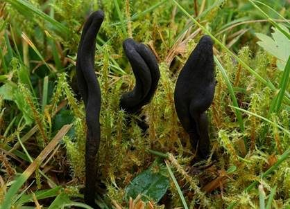 Schwarze Erdzunge, Foto 2