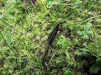 Schwarze Erdzunge, Foto 6