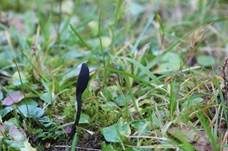 Schwarze Erdzunge, Foto 7