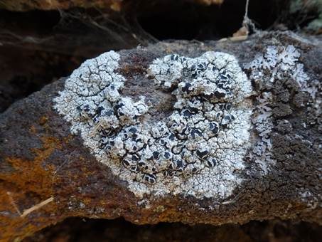 Schwarze Kuchenflechte, Foto 2