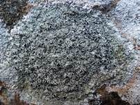 Schwarze Kuchenflechte, Foto 6