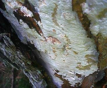 Alpentramete, Foto 4