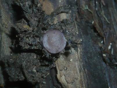 Blauvioletter Rundsporbecherling, Foto 2