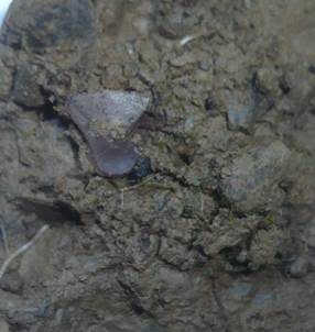 Blauvioletter Rundsporbecherling, Foto 3