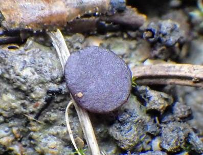 Blauvioletter Rundsporbecherling, Foto 4