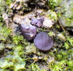 Blauvioletter Rundsporbecherling, Foto 5
