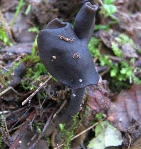 Schwarze Lorchel, Foto 2