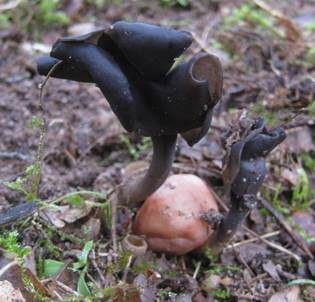 Schwarze Lorchel, Foto 3