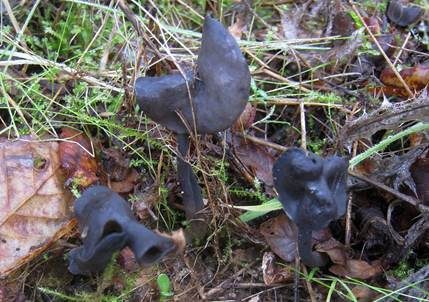 Schwarze Lorchel, Foto 4