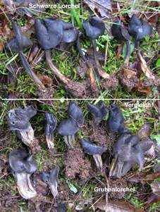 Schwarze Lorchel, Foto 6
