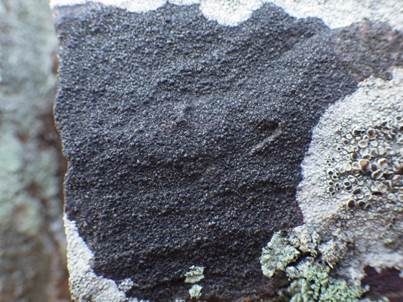 Schwarze Mauerkruste, Foto 2