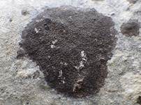 Schwarze Mauerkruste, Foto 11