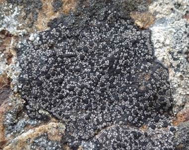 Schwarze Mosaikflechte, Foto 4