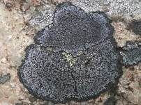 Schwarze Mosaikflechte, Foto 5