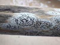 Schwarze Schriftflechte, Foto 9