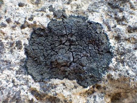 Schwarze Schuppenflechte, Foto 3