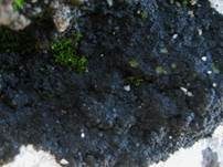 Schwarze Schuppenflechte, Foto 7
