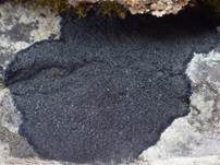 Schwarze Schuppenflechte, Foto 8
