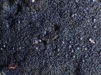 Schwarze Schuppenflechte, Foto 9