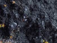 Schwarze Schuppenflechte, Foto 10